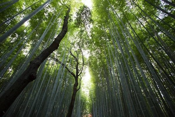 10 Actions de Camping Écoresponsables pour Préserver la Nature
